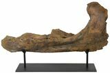 21.4" Triceratops Mandible (Lower Jaw) on Stand - North Dakota - #131346-3